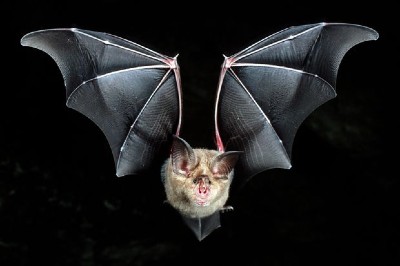 Coronavirus Bat